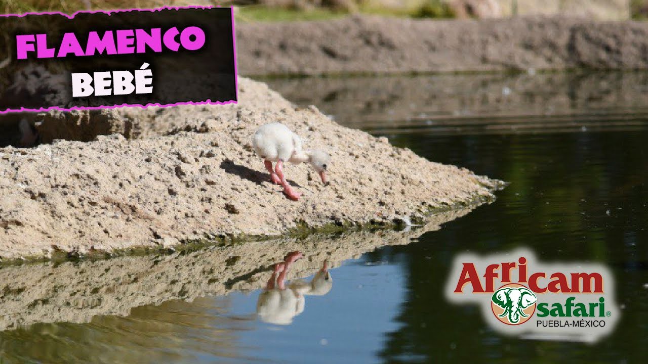 ¡Nació un flamenco bebé! 🦩Conócelo con Frank Carlos Camacho en Africam Safari