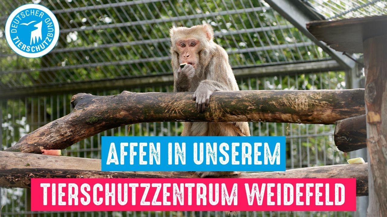 Gerettete Affen in unserem Tierschutzzentrum Weidefeld