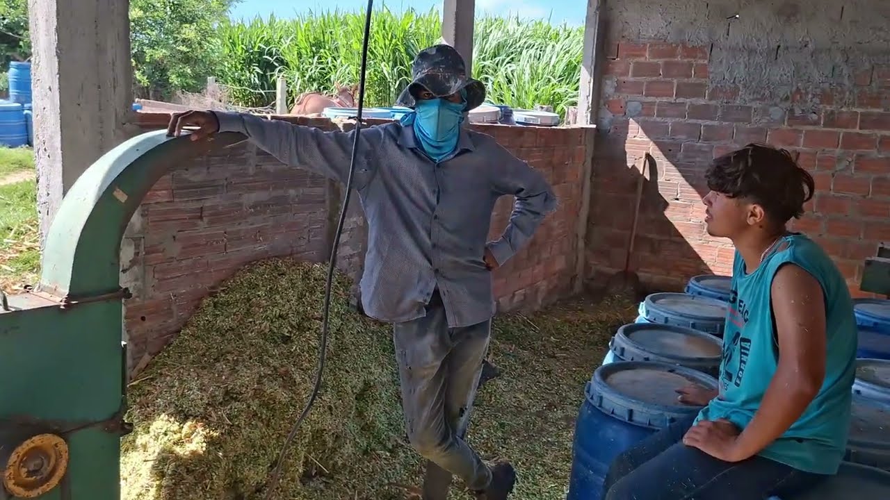Silagem de capim é sua ainda jovem com farelo de milho dá certo veja o passo a passo