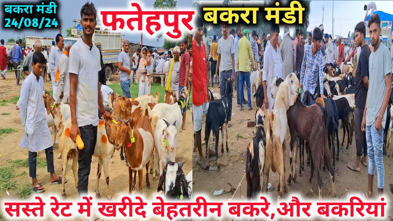 फतेहपुर बकरा मंडी 🐐🐐 |Fatehpur bakra mandi |Fatehpur bakra mandi up