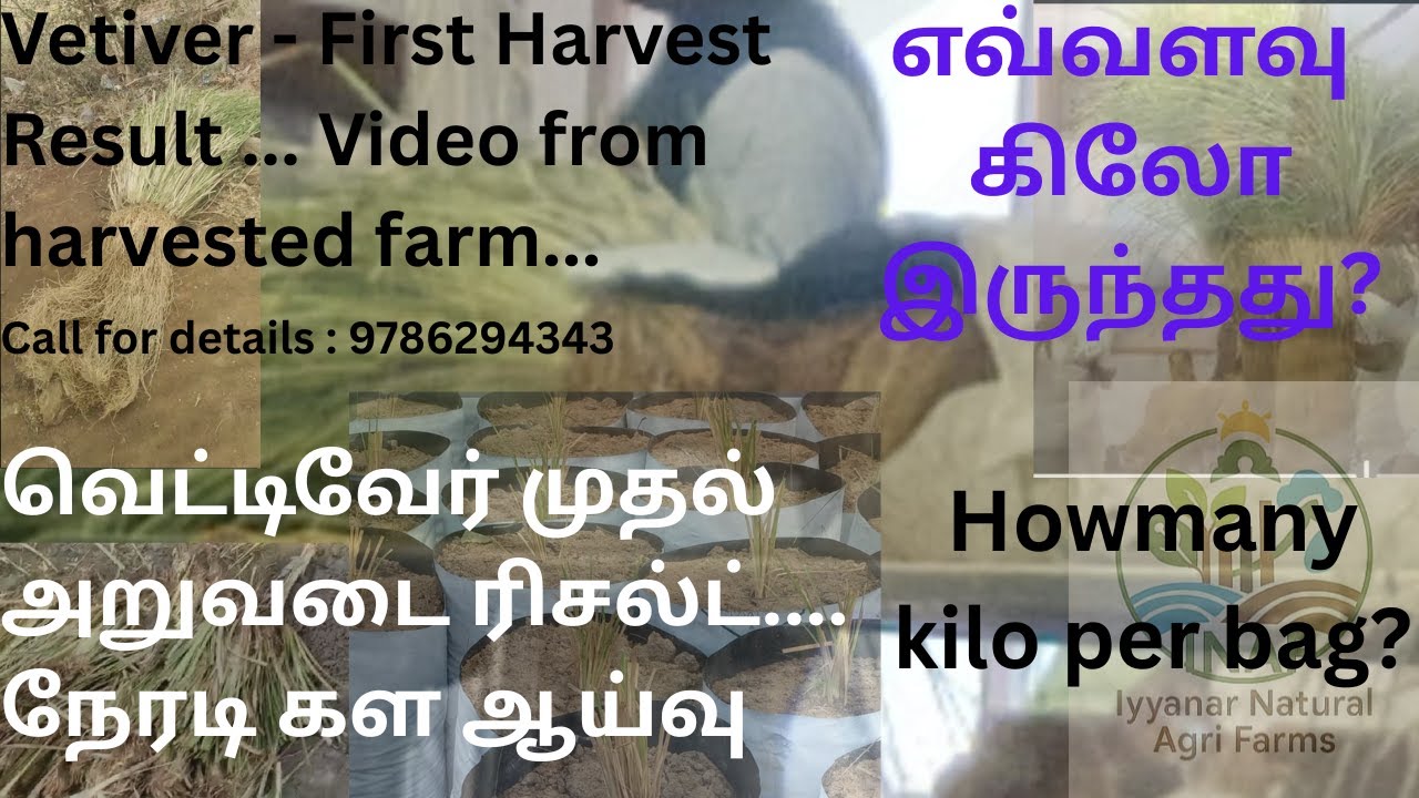 வெட்டிவேர் முதல் அறுவடை ரிசல்ட்.. நேரடி கள ஆய்வு Vetiver First Harvest at Aromatic Queens farm