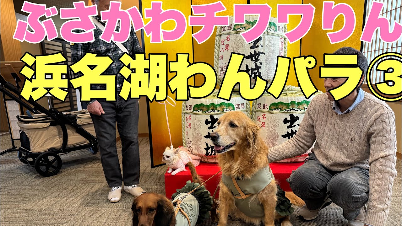 ぶさかわチワワりん。浜名湖わんパラさん③