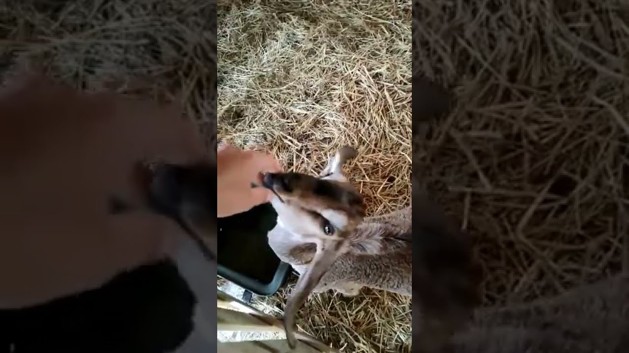 Zosia i jej kozy Anglonubijskie 🥰