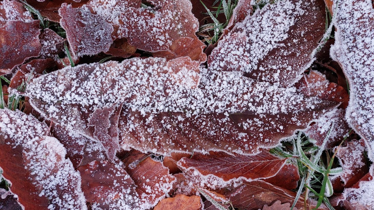 First Snowfall in a Romantic Forest ❄️ Tall Trees & Winter Calm