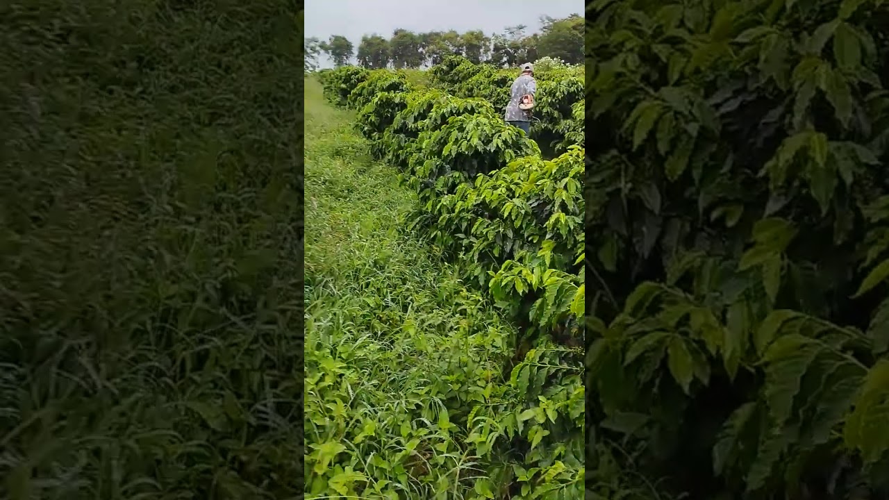 ro&ccedil;ando lavoura de caf&eacute;!