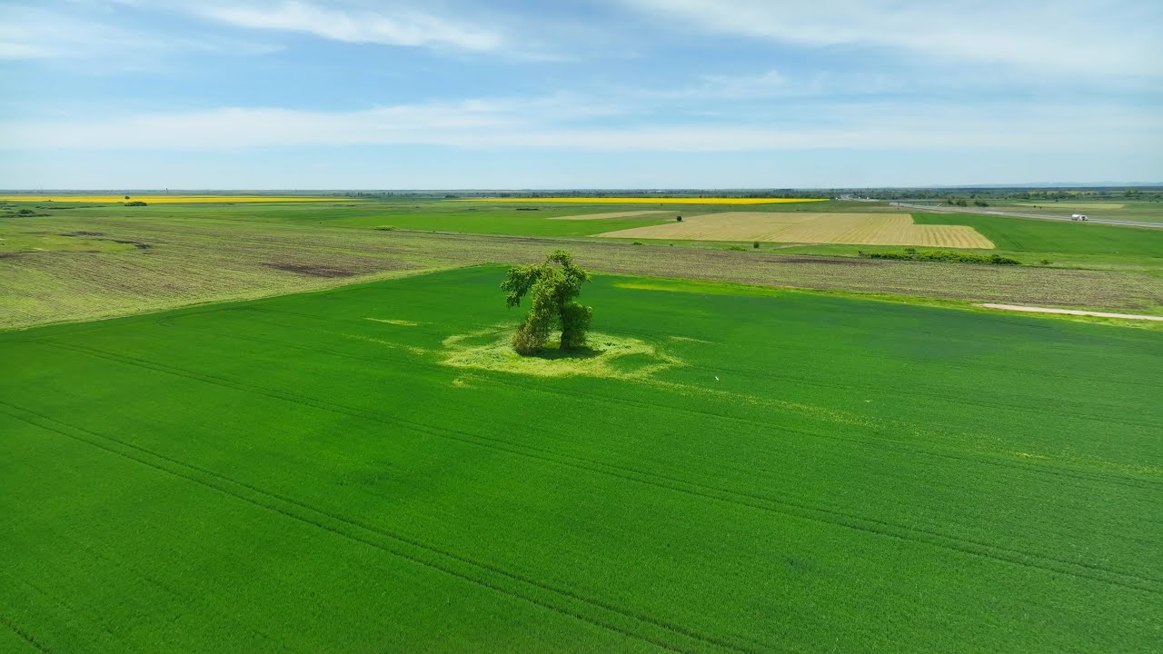 Бягащото дърво на пролет и рапицата - Running tree in spring