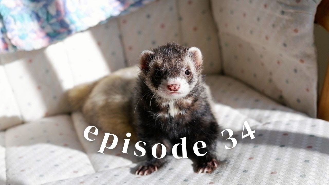 Spring is Here! Animal Care & Updates| Episode 34