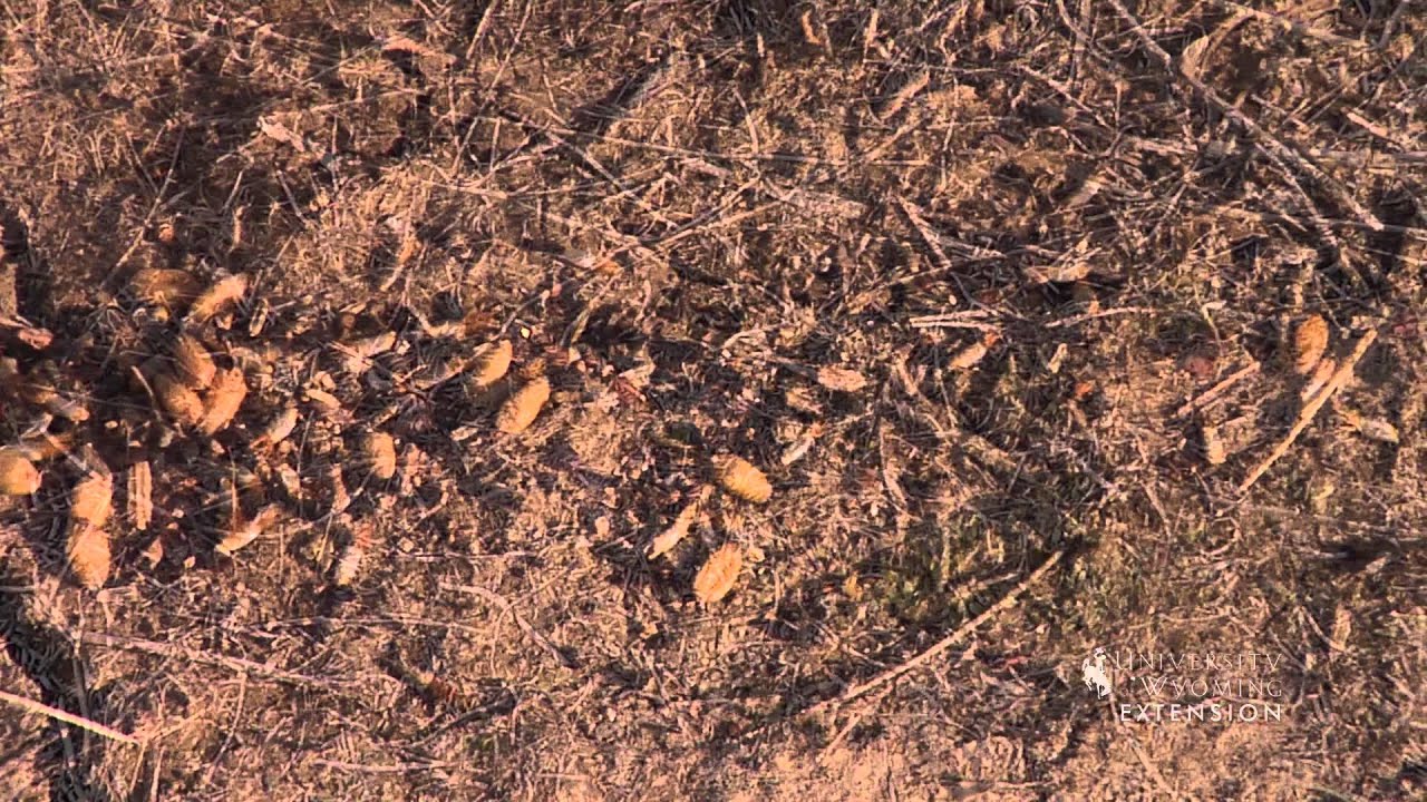 Seed Dormancy