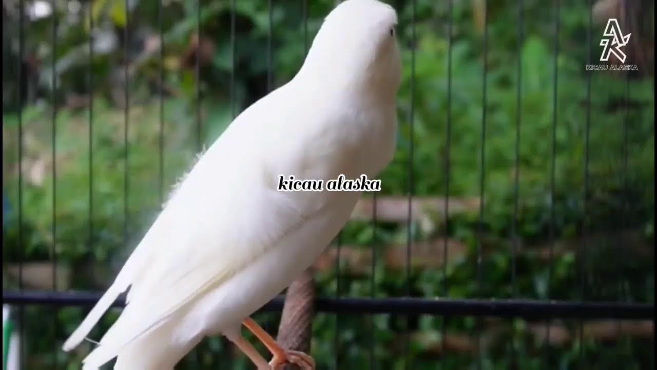 MASTERAN KENARI SORE HARI