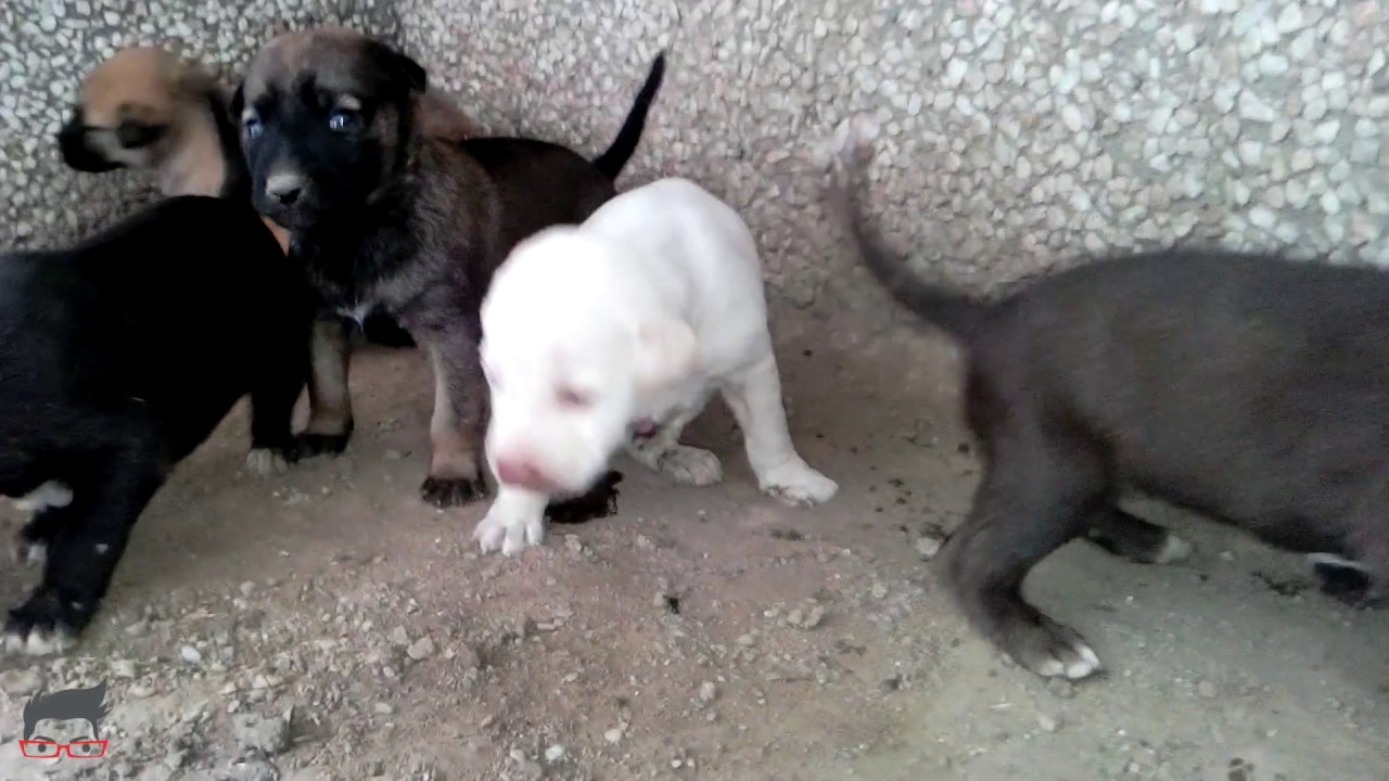 Feeding Stray Dog & She's Feeding 7 Puppies