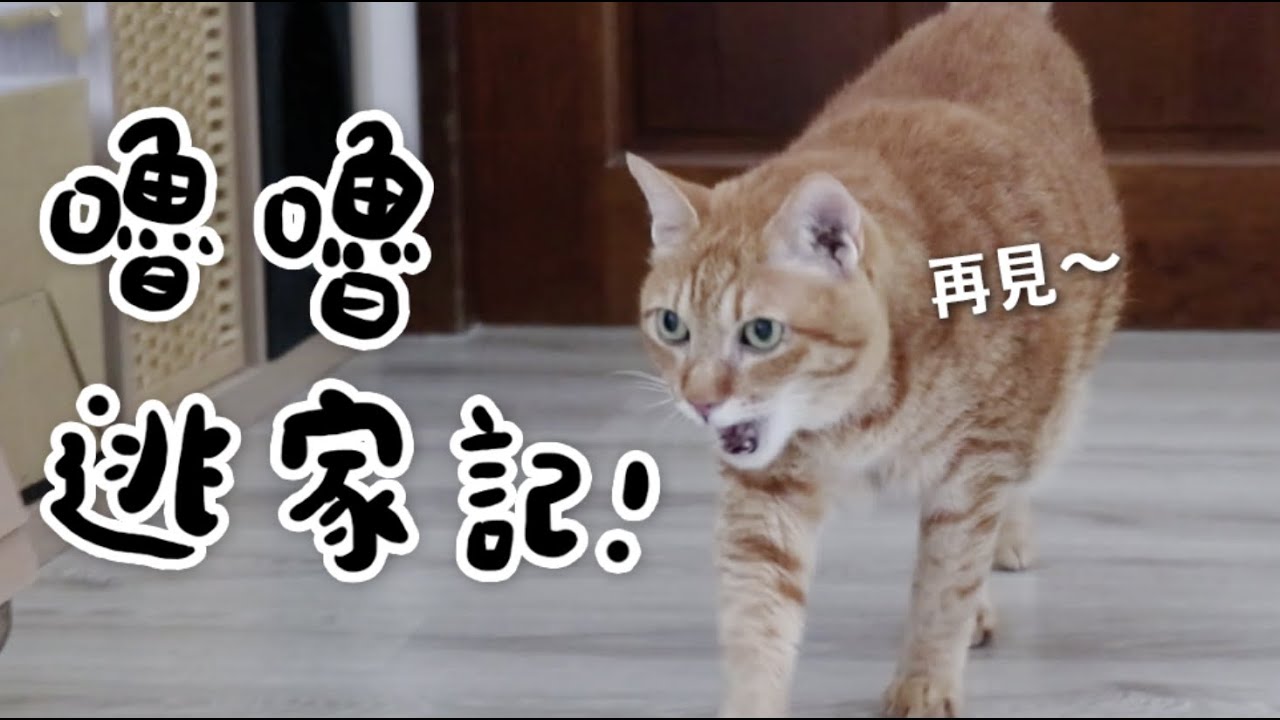 【黃阿瑪的後宮生活】嚕嚕逃家記！睽違多年終於看到三腳！