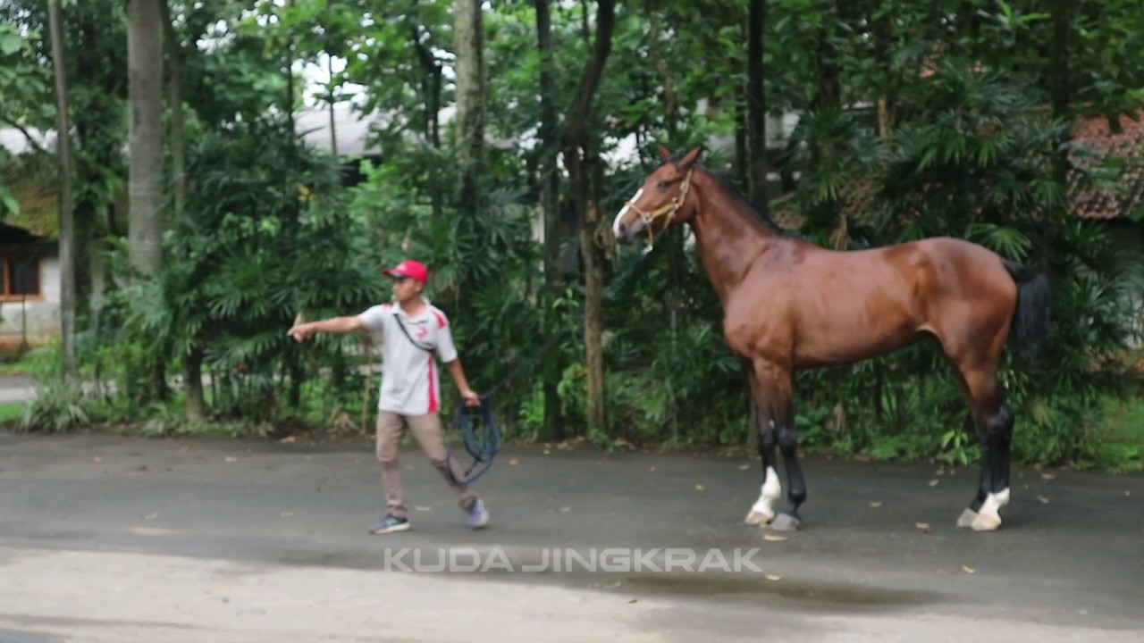 Begini Cara Pelatih Kuda Menjinakan Kuda Super