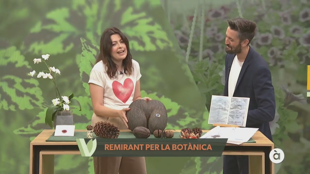 Curiositats botàniques per a converses d’estiu 🌿❓