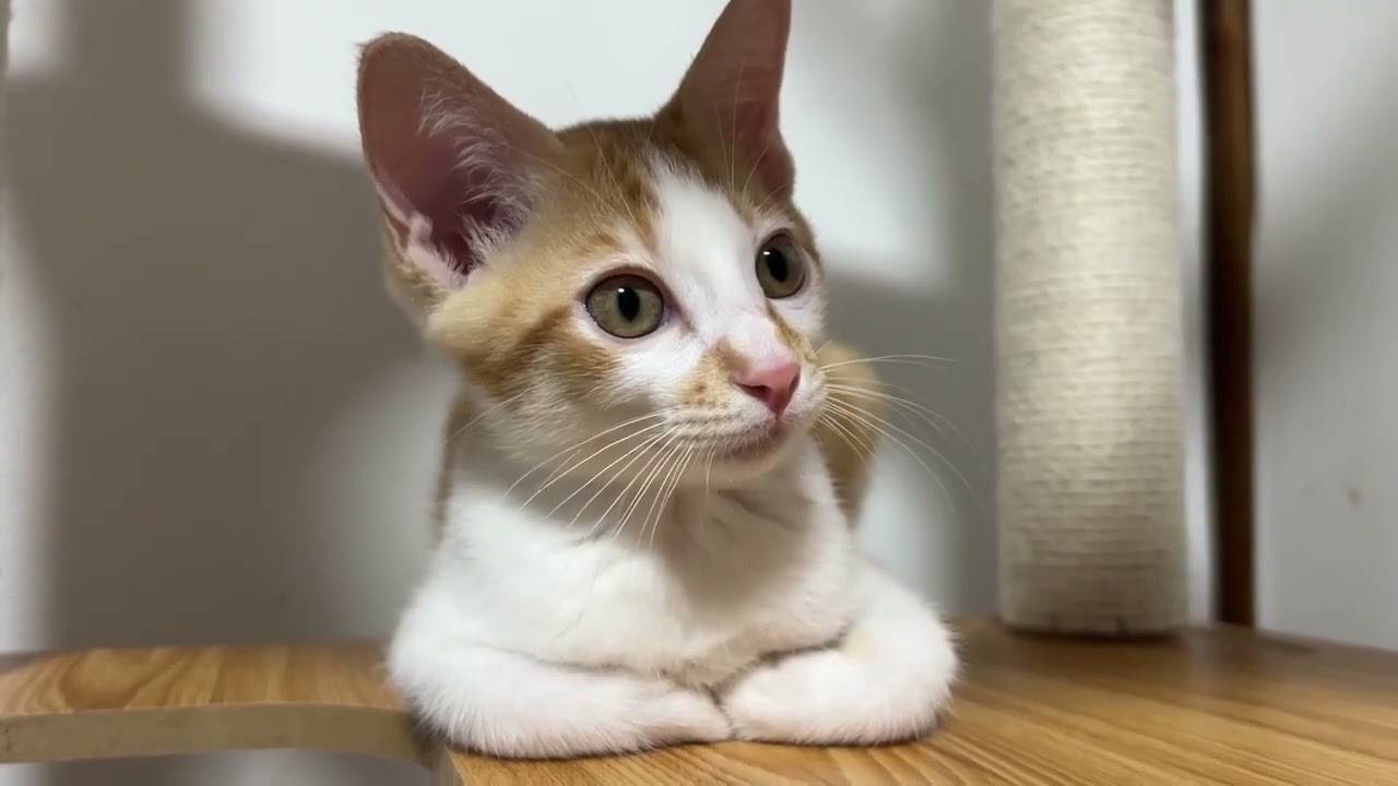 【総集編】７月２５日～３１日までの信くんの動画をまとめました🐱【子猫】