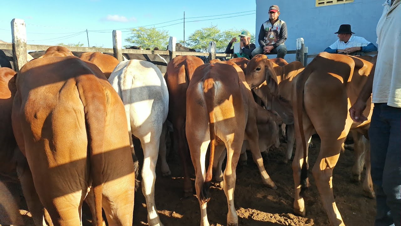 Feira do gado do alto Sertão Monte Alegre Sergipe #Brasil  05 fevereiro  2026