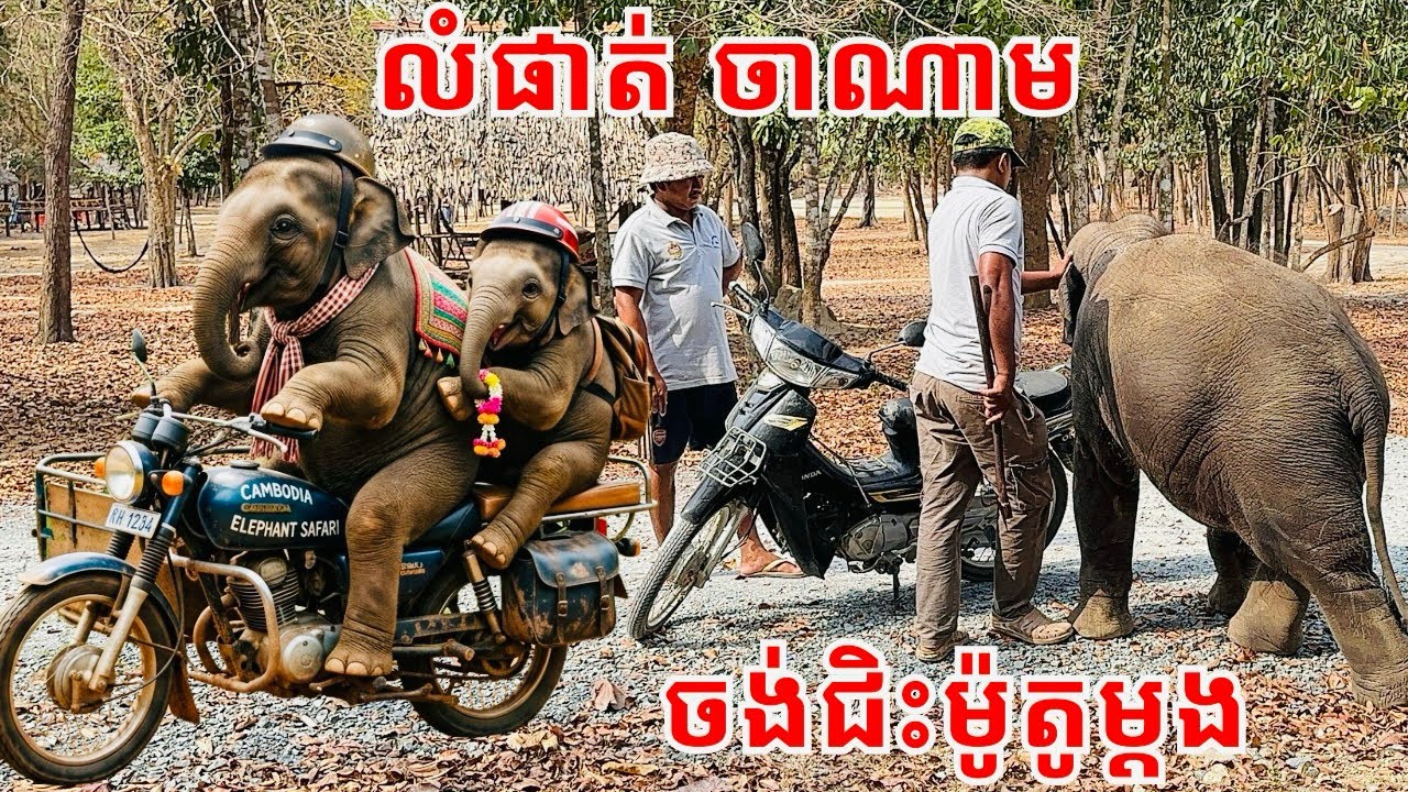 Baby Elephants Lumphat & Chanam Want to Ride a Motorbike | Cute & Funny Elephant Moments