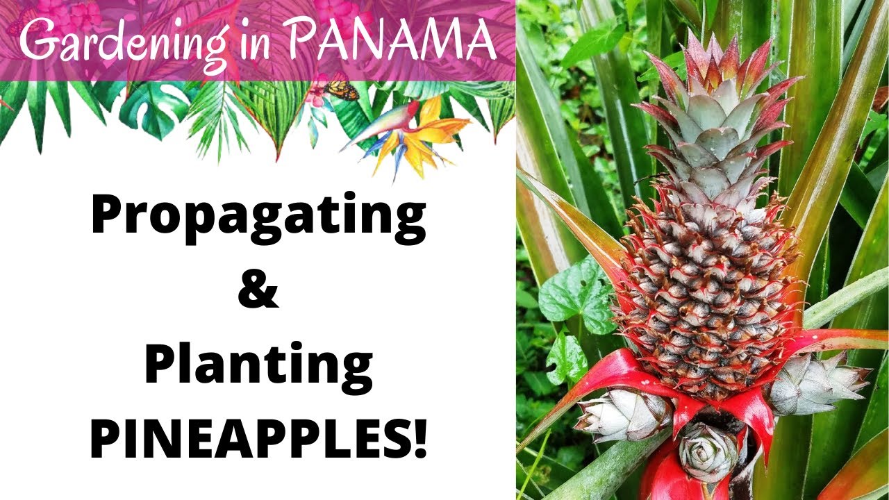 Panama Tropical Gardening: PINEAPPLES!