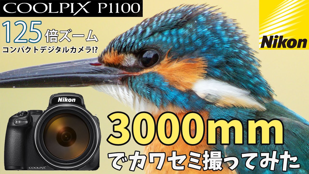 [超望遠] 焦点距離3000mm相当！再臨したネオ一眼 Nikon COOLPIX P1100 でドアップのカワセミを撮ってみた（野鳥撮影レビュー）