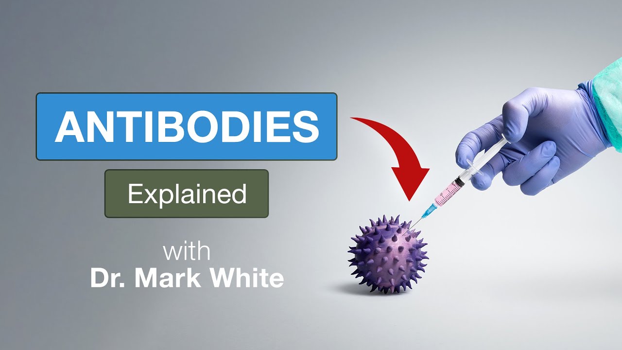 Antibodies - How long do they last?