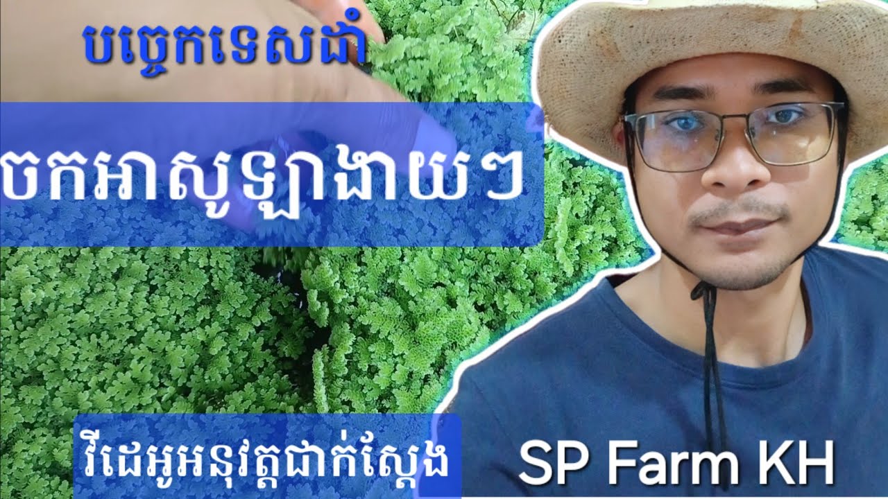 បច្ចេកទេសដាំចកអាសូឡា​៖ របៀបដាំចកអាសូឡាងាយៗ ចំនេញច្រើន មើលវីដេអូអនុវត្តជាក់ស្តែងដល់ចប់អាចដាំបាន១០០%