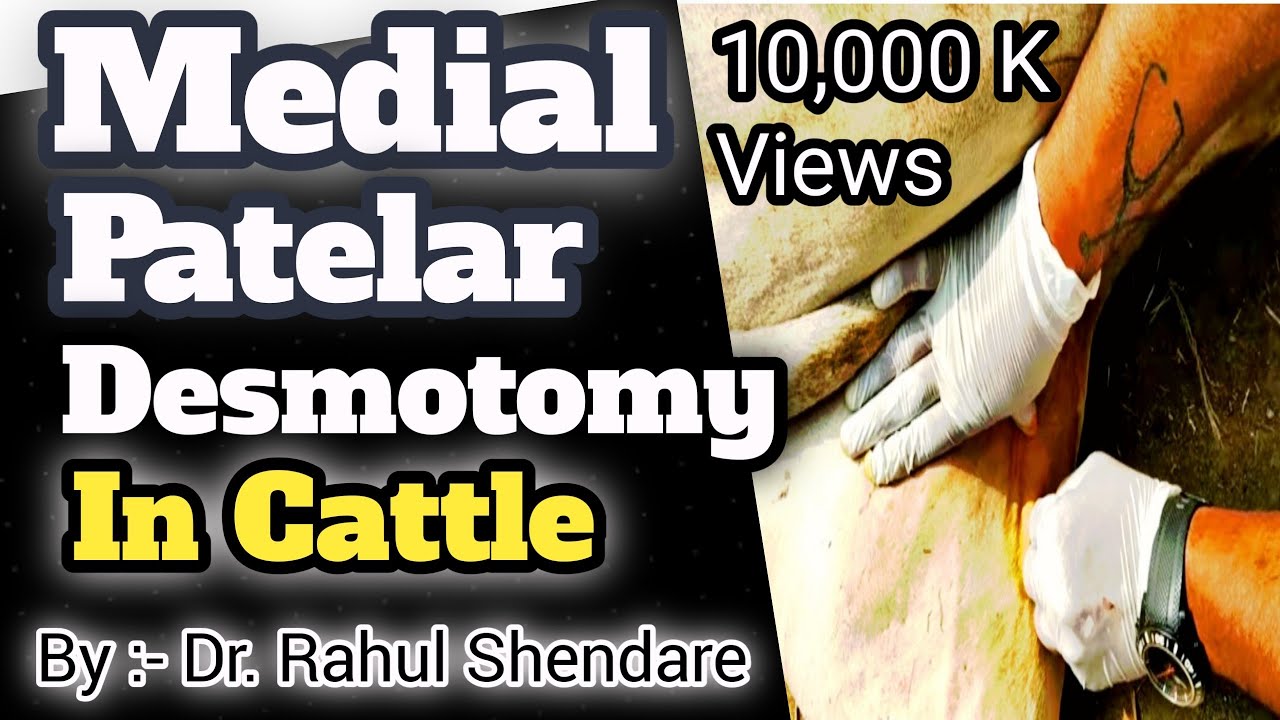 Medial Patellar Desmotomy in Cattle or  Stringhalt / MPD/ रीगणी by Dr. Rahul Shendare
