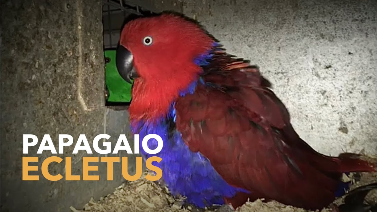 Criação de PAPAGAIO ECLETUS | Uma das espécies mais fantásticas do mundo | #BIRDTV