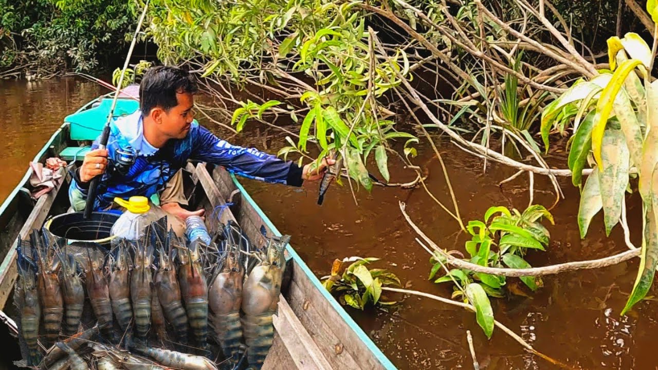 Mancing udang galah di muara sungai memang gacor