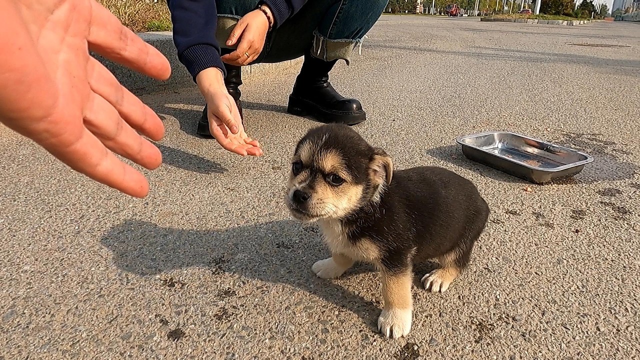 A puppy suddenly appeared in front of our patrol car ( One Take • No Cuts )