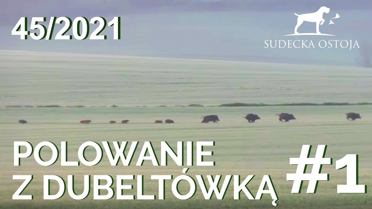 SUDECKA OSTOJA 45/2021. Polowanie na dziki z dubeltówka cz1. Wild boar shotgun hunting.