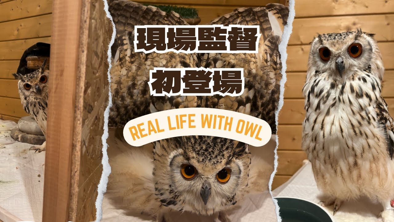 大型フクロウ飼育のリアルをお見せします