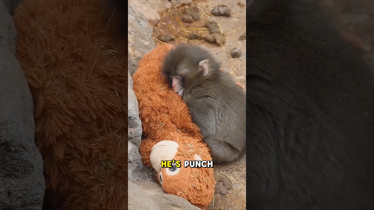 This Baby Monkey Only Has a Plush Toy #animals #shorts #punch