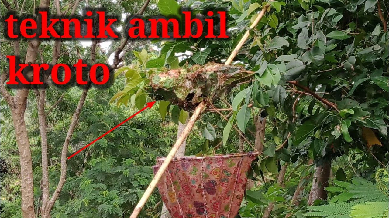 teknik ambil kroto telur semut rangrang di pohon salam