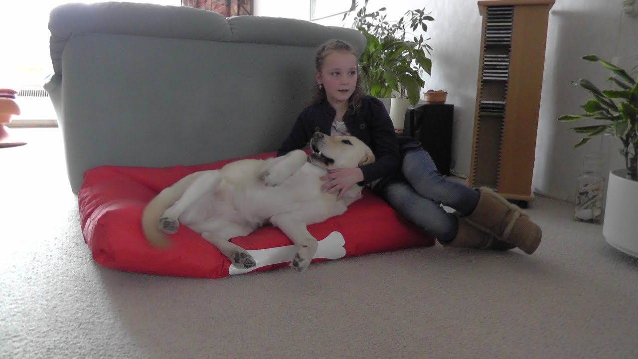Ismay met Lindy een blindengeleidehond