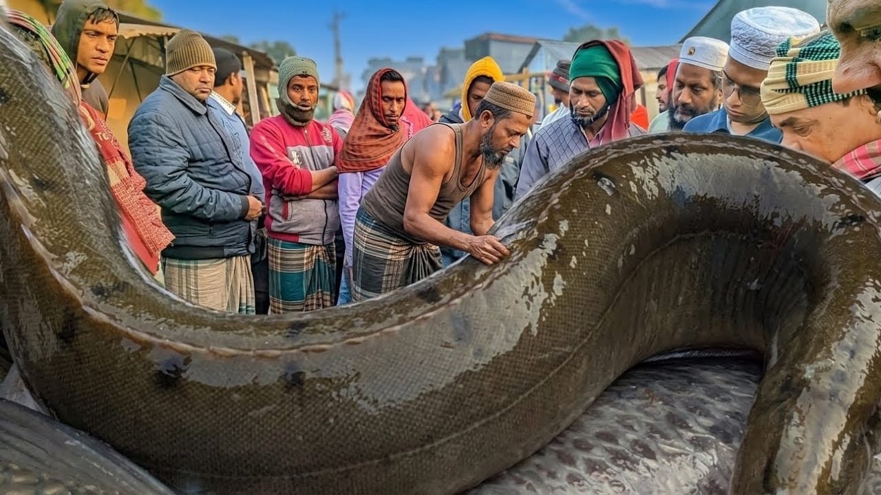 প্রায় বিলুপ্তের পথে কাঠ মেনি মাছ।এই মাছটি ৯০ দশকের মানুষ চিনবে।Today fishmarkat video & wholesale.
