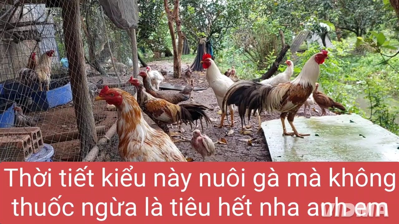 Khai xuân vía thần tài mưa, tài lộc đâu chưa thấy, thấy đi pha thuốc ngừa cho gà nha anh em