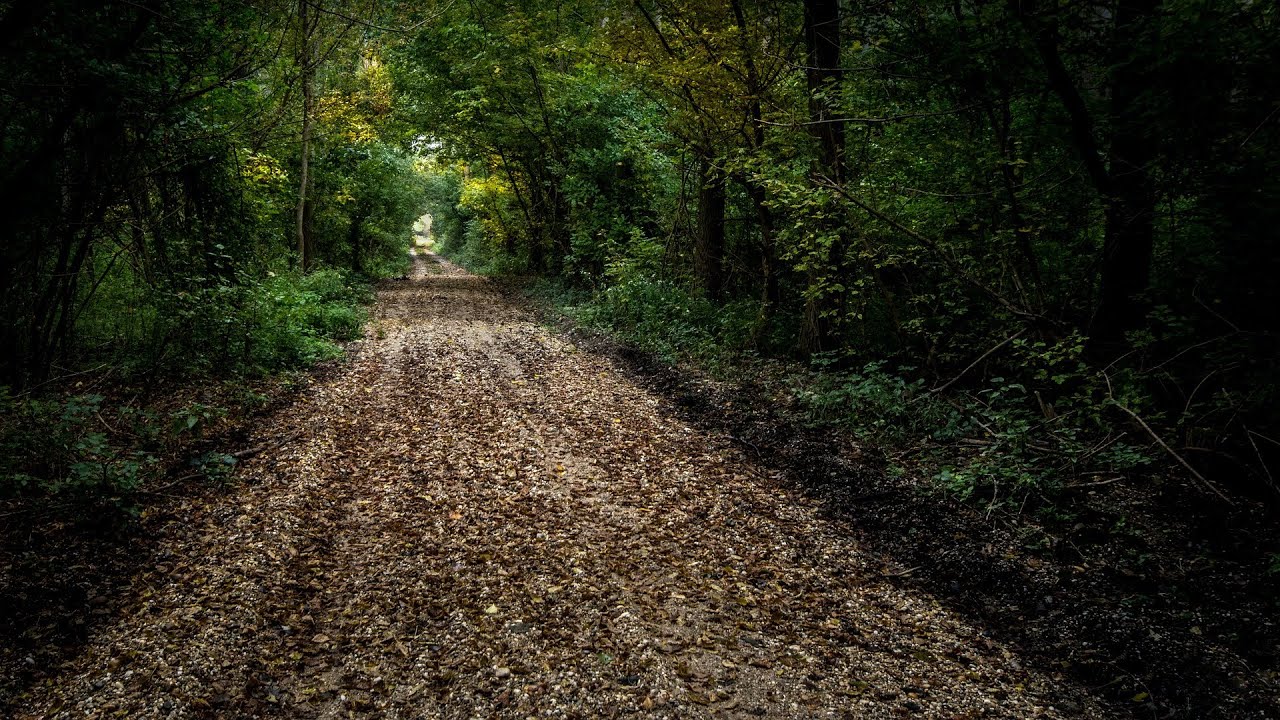 Forest Walk | Footsteps Sound Effects | ASMR Crunchy Walk | Stress Relief |