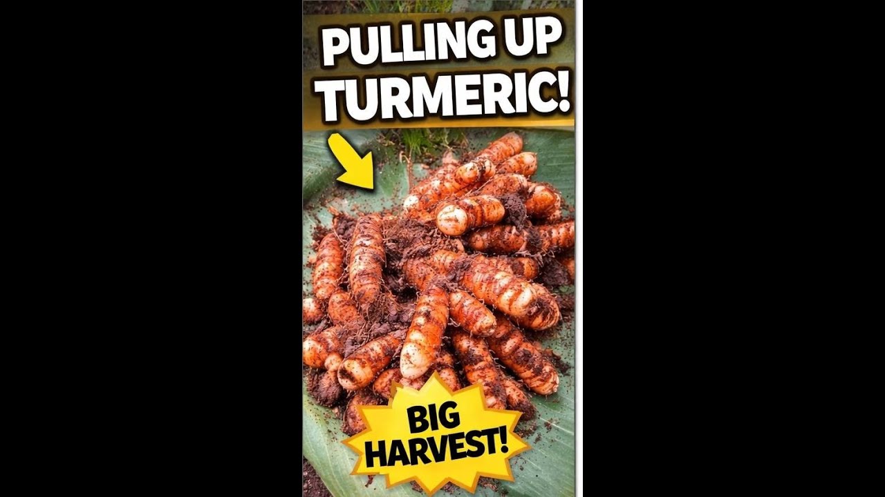 I Grew Turmeric in My Backyard