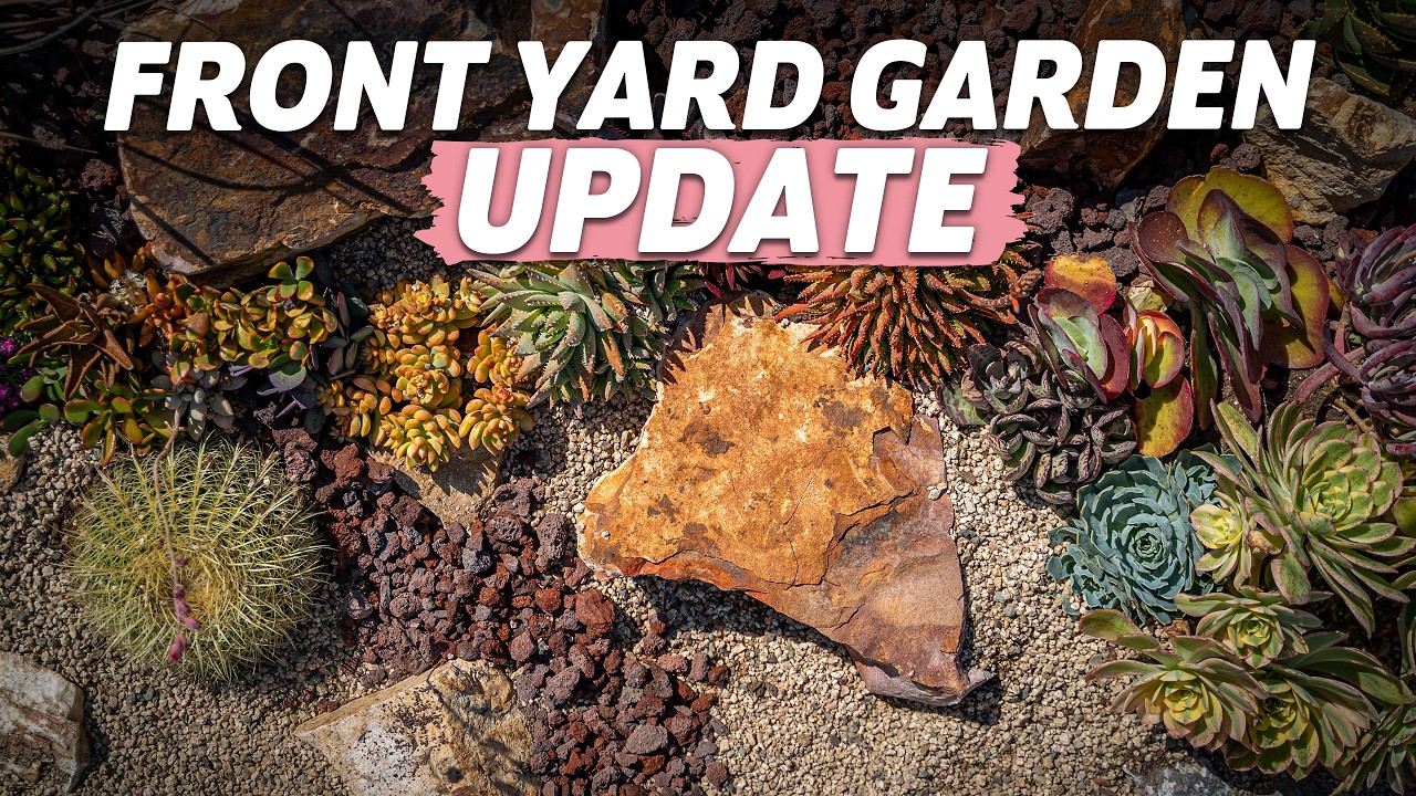 UPDATE! My Front Yard Succulent Garden
