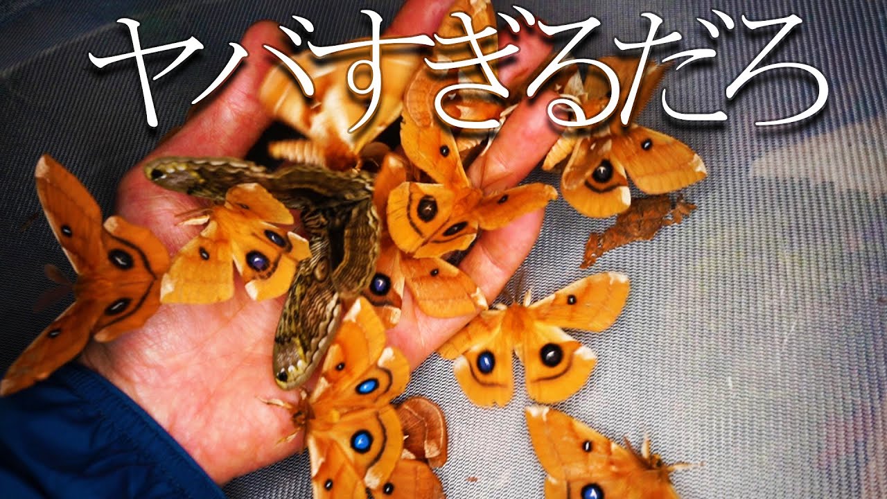 森の中でライトトラップしたらヤバいことになった