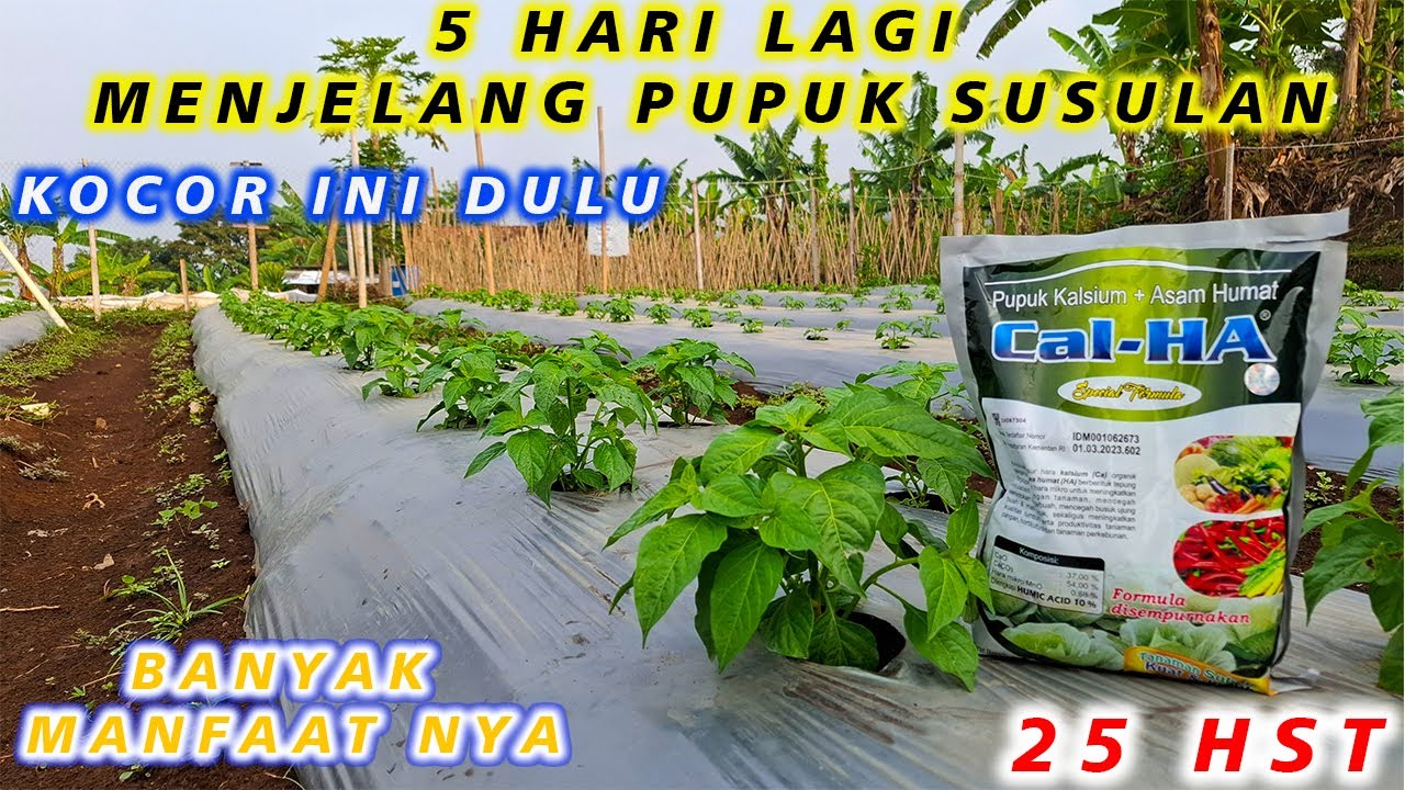 25 HST CABAI KALIBER - MANFAAT PUPUK KALSIUM UNTUK CABE, TRIK AGAR CABE SEHAT DAN SUBUR - CAL-HA