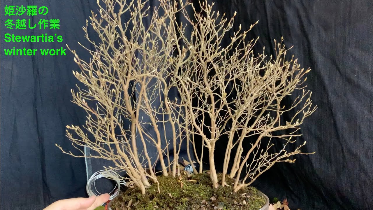 姫沙羅の冬越し作業 Stewartia's winter work