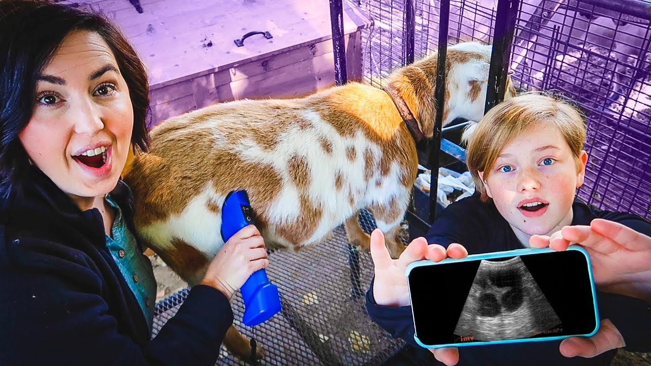 TWINS, TRIPLETS, & QUADRUPLETS?! (goat ultrasounds) 🐐