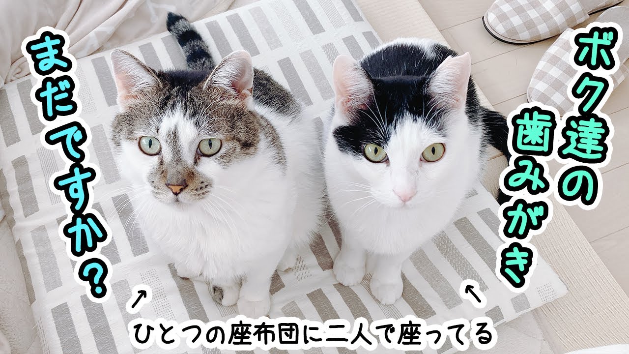 朝の歯みがきを並んで待つ兄弟猫がかわいすぎる【お手入れルーティン】