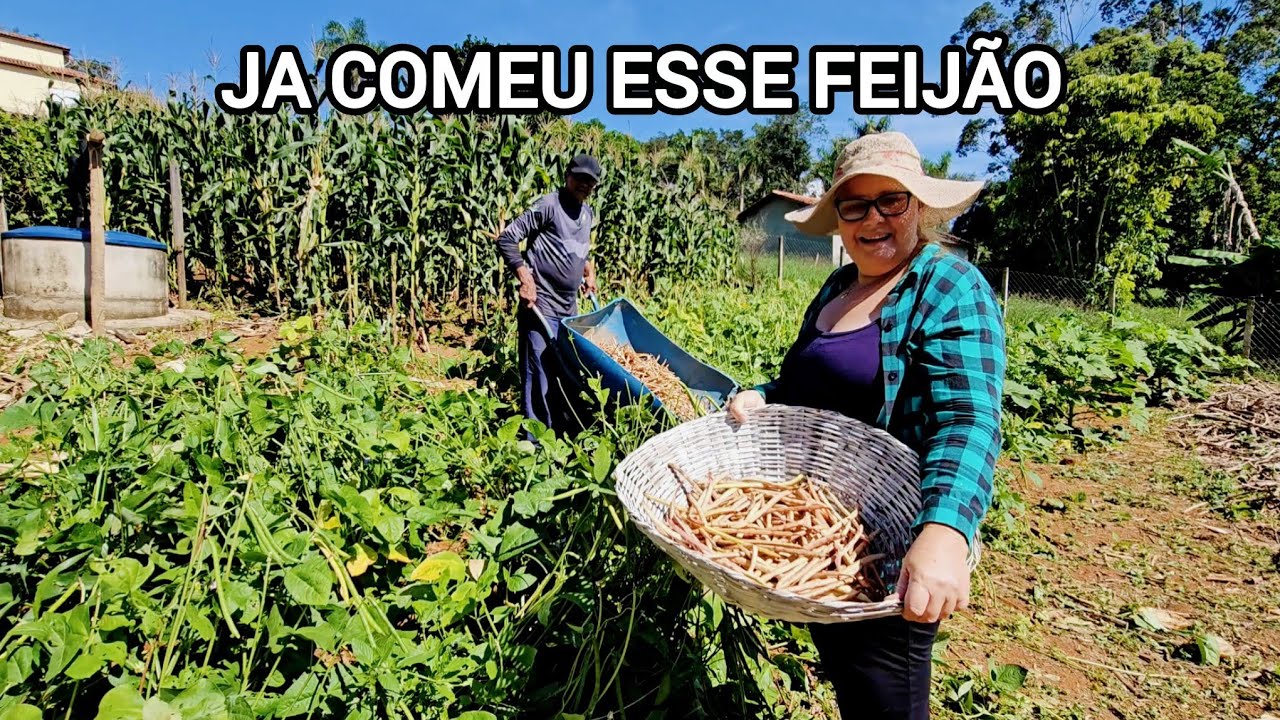 NOSSO DIA NA ROÇA! COLHEITA DE FEIJÃO DE CORDA BANANA E ABACATE 