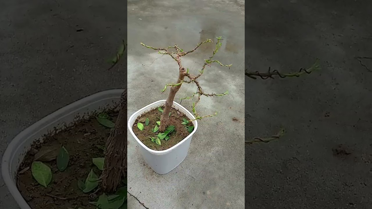 Clerodendrum Bonsai Defoliated