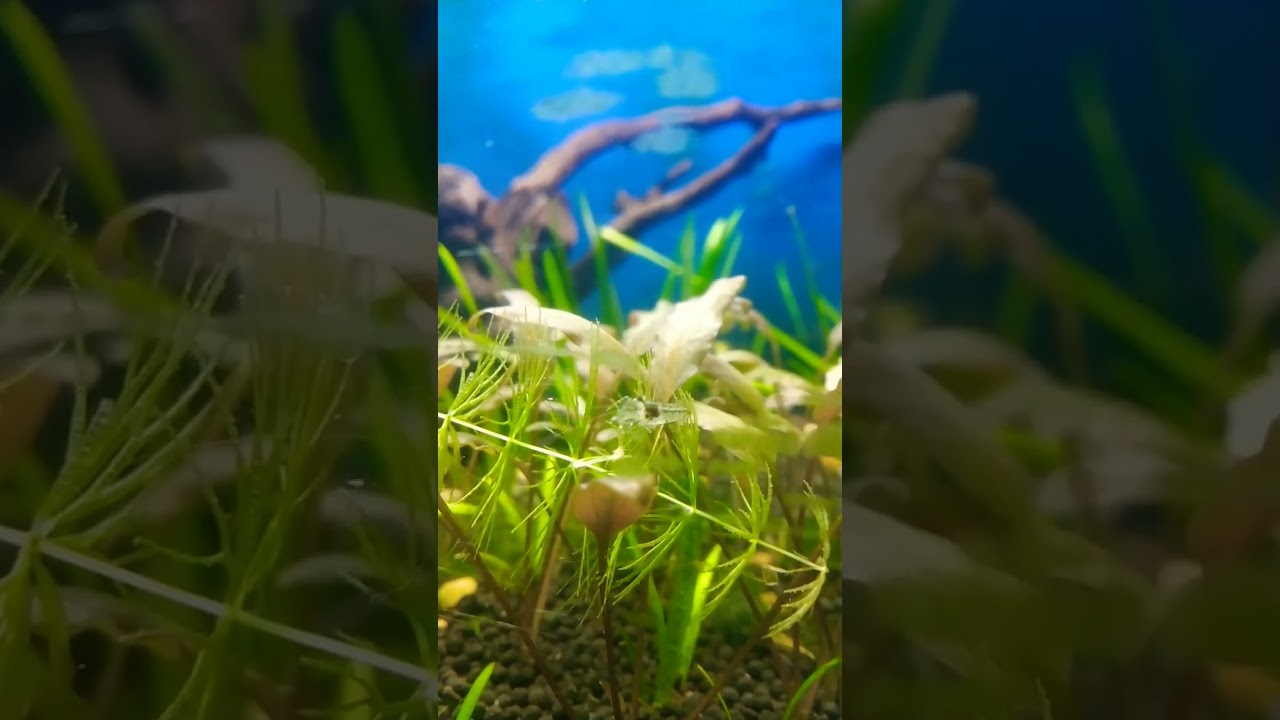 White colour shrimp breeding 