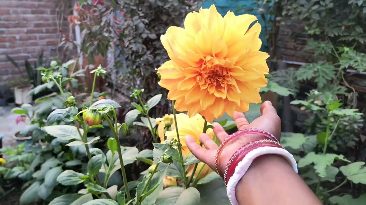 आज हमारे गार्डन में बहुत अच्छे फ्लावर्स खिले हैं😱♥️#home garden#organic garden