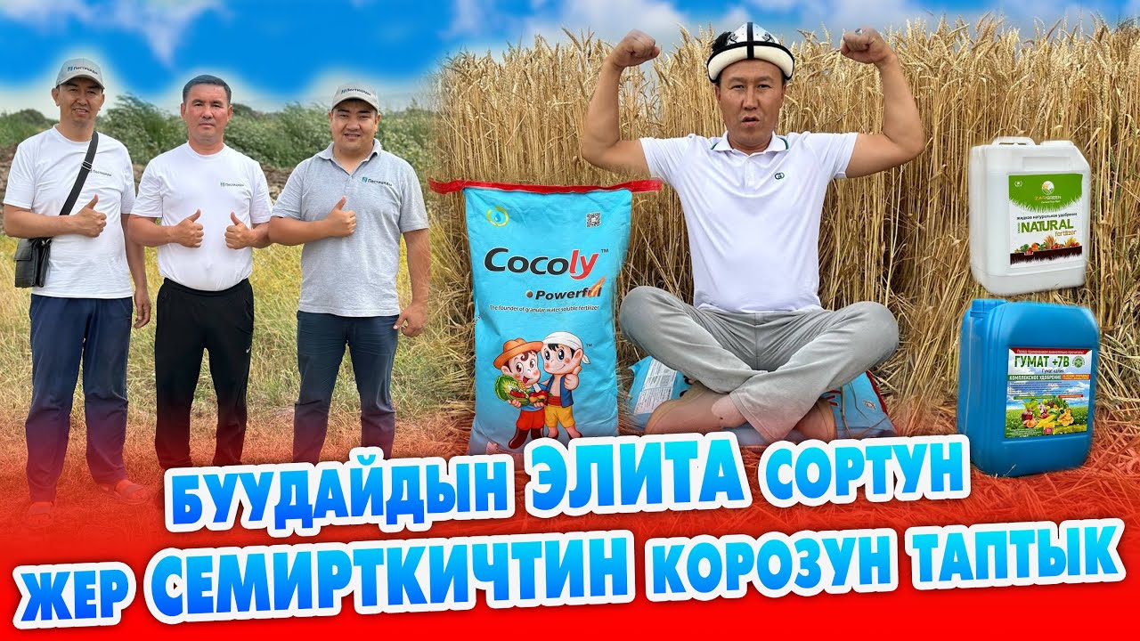 Түшүмдү КѲП алам десеңиз, СѲЗСҮЗ ушул ЖЕР СЕМИРТКИЧТЕРДИ колдонуңуз ~ Буудайдын ЭЛИТА уруктары бар