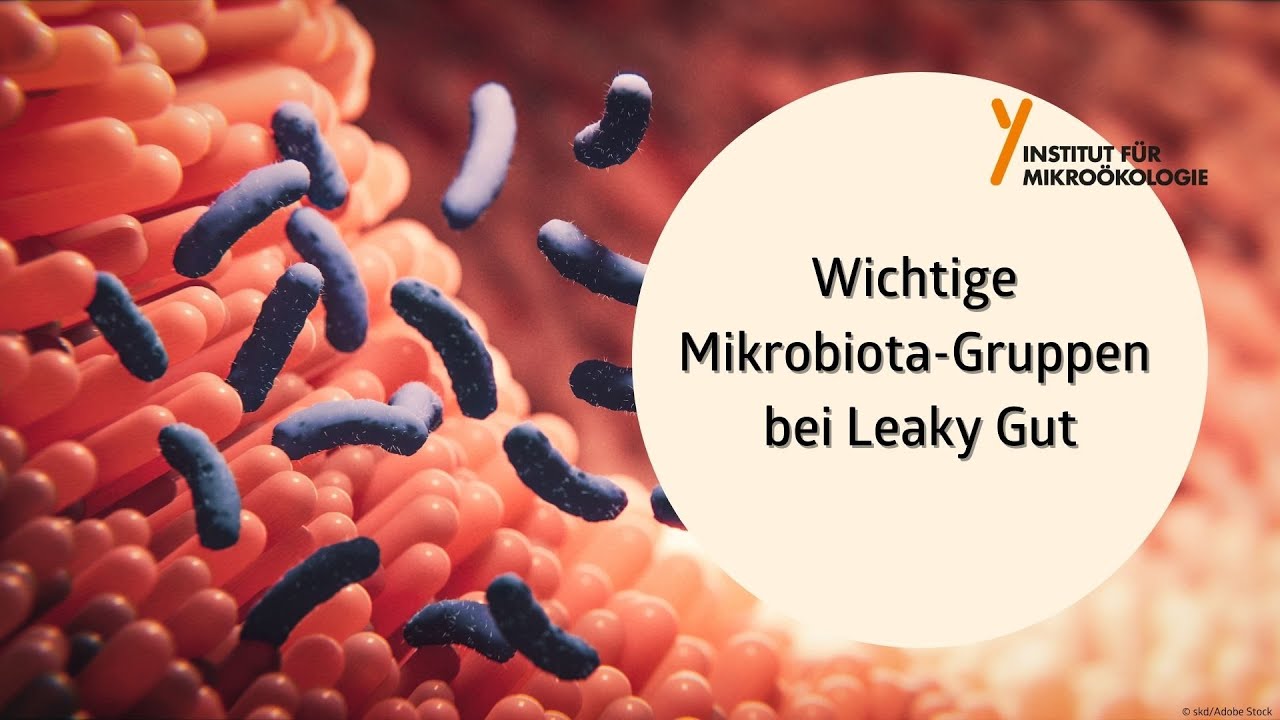 Wichtige Mikrobiota-Gruppen bei Leaky Gut