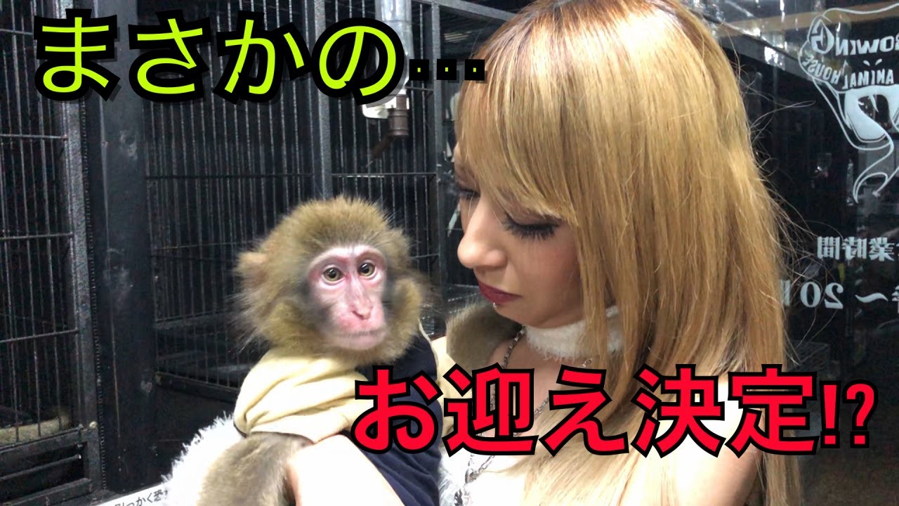 新しいペットお迎えなるか⁉️【珍獣&爬虫類】